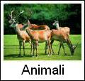 Scarica gratis sfondi animali