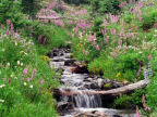 Scarica lo sfondo TORRENTE FIORI