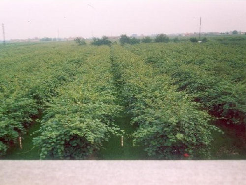 vista kiwi