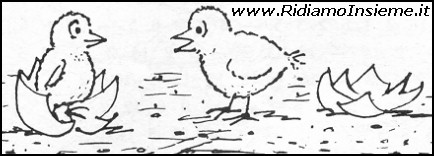 Vignette Animali - Pulcini