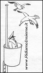 Vignette Animali - Gabbiani