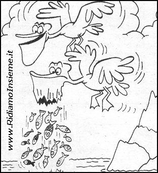 Vignette Animali - Pellicani