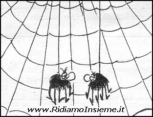 Vignette Animali - Ragni - la rete