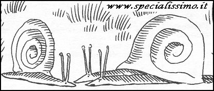 Vignette Animali - Lumache sposate