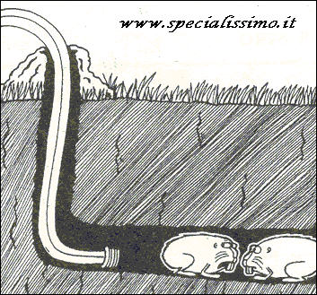Vignette Animali - Le talpe