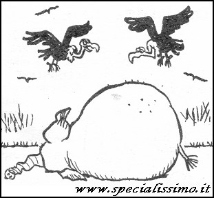 Vignette Animali - Avvoltoi