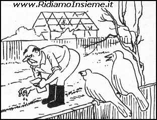 Vignette Animali - Uccelli (2)